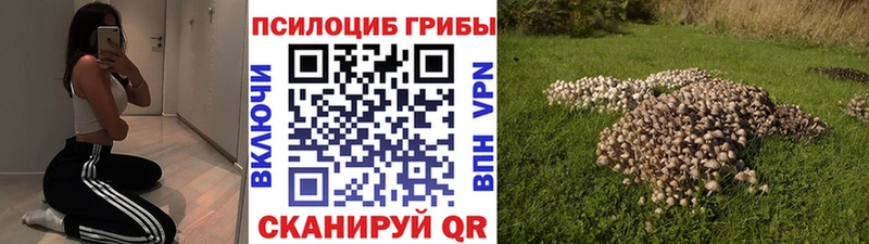 Псилоцибиновые грибы Cubensis  Тара 